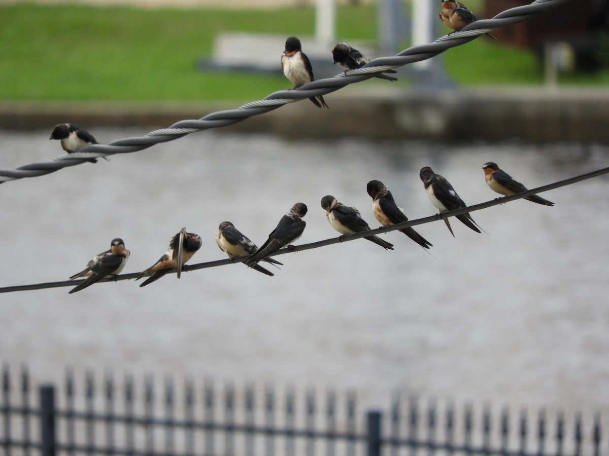 Barn Swallow - ML256626171