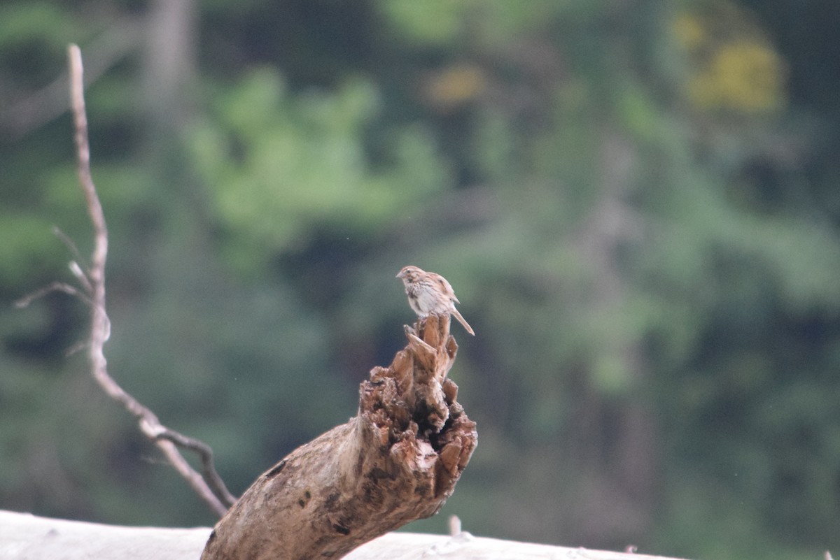 Song Sparrow - ML256628061