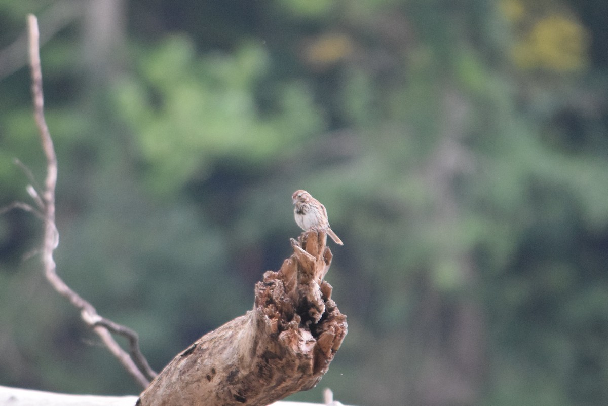 Song Sparrow - ML256628081