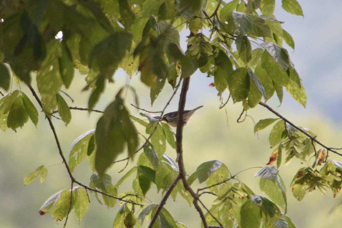 Yellow-throated Warbler - ML256628101