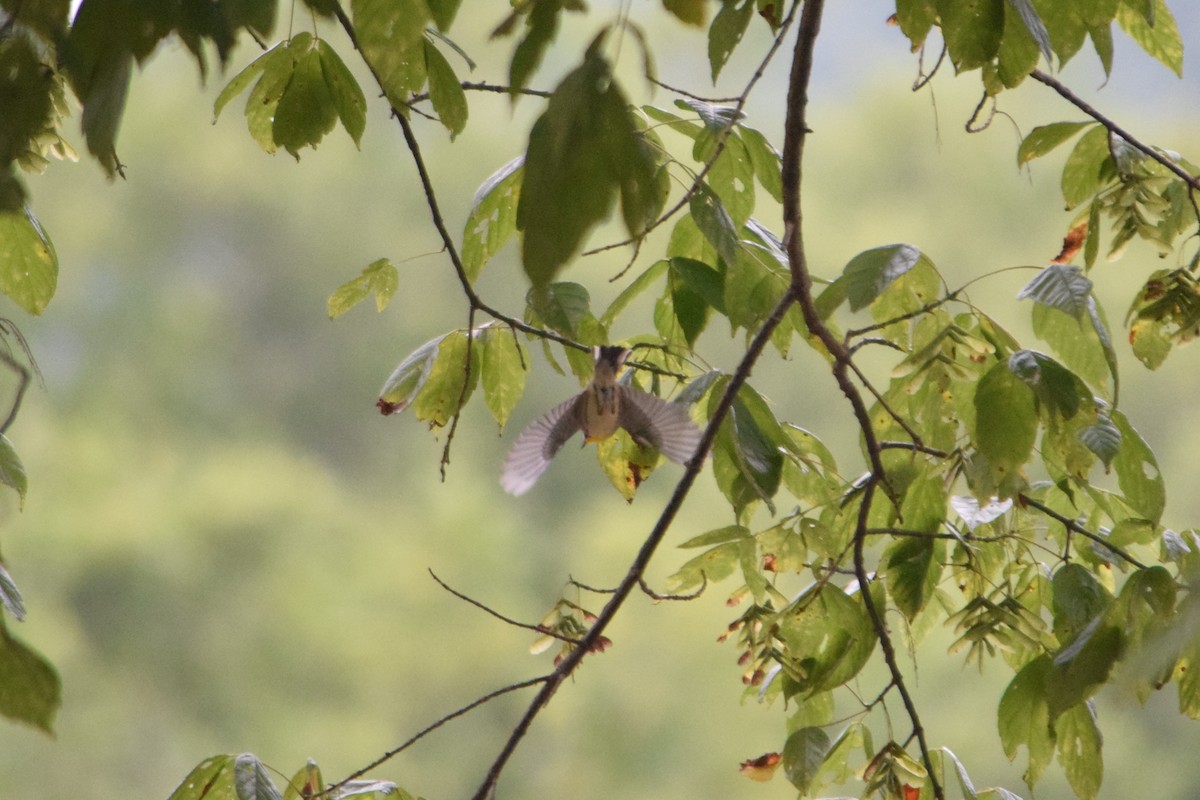 Yellow-throated Warbler - ML256628111