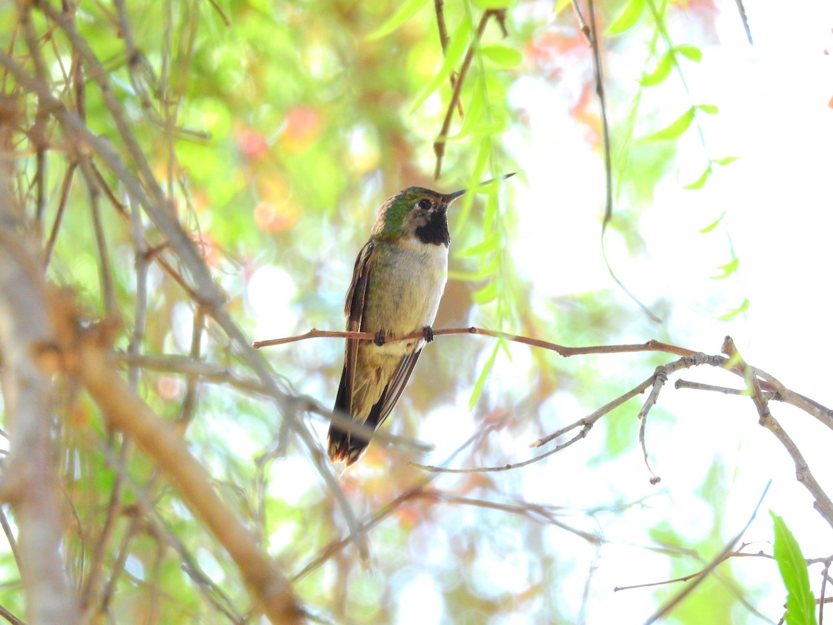 Broad-tailed Hummingbird - ML256628331
