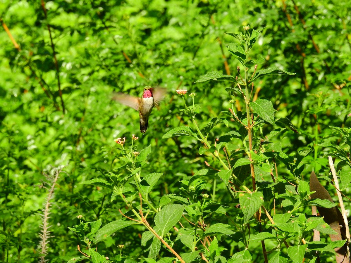 Broad-tailed Hummingbird - ML256628461