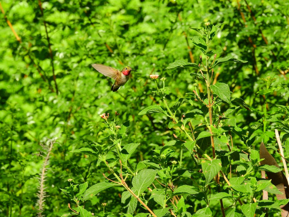 Geniş Kuyruklu Kolibri - ML256628481