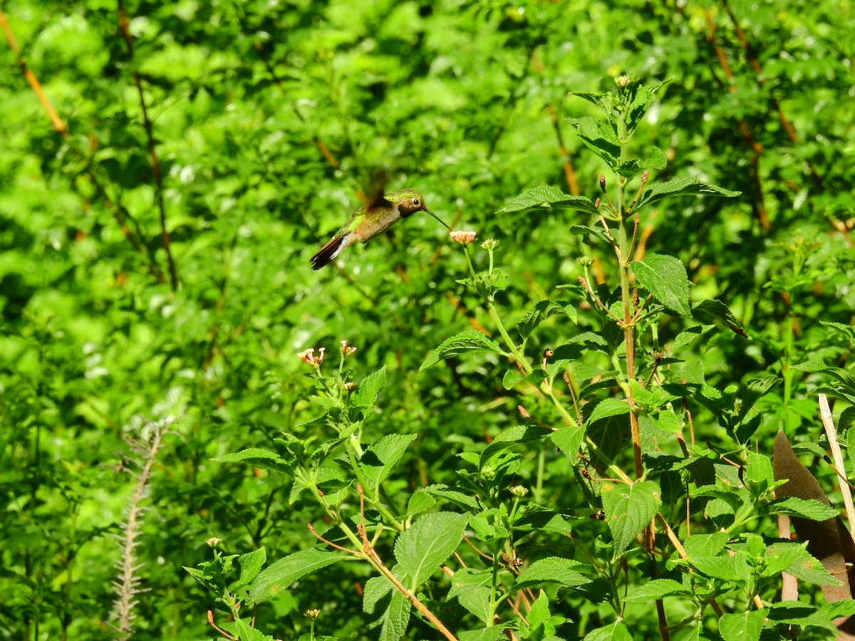 Broad-tailed Hummingbird - ML256628581
