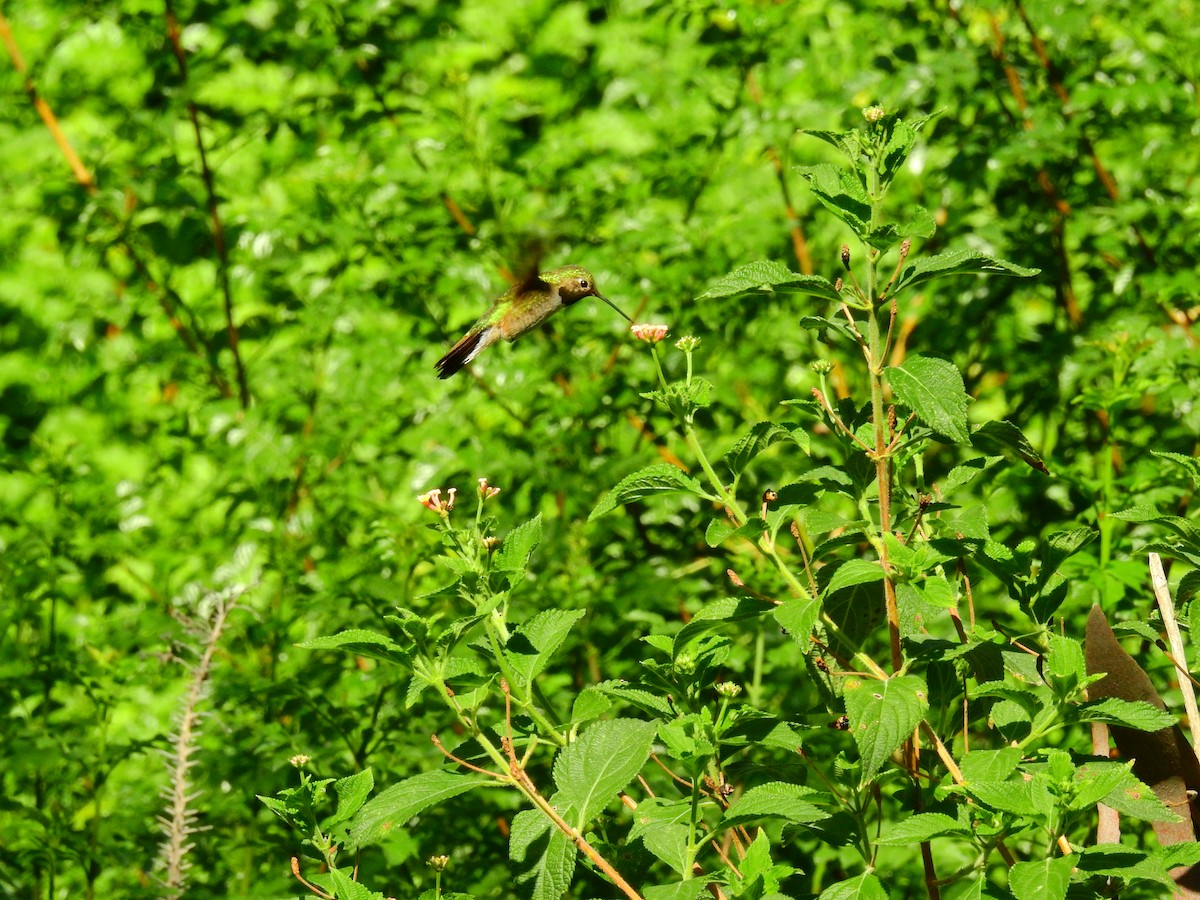 Colibri à queue large - ML256628581