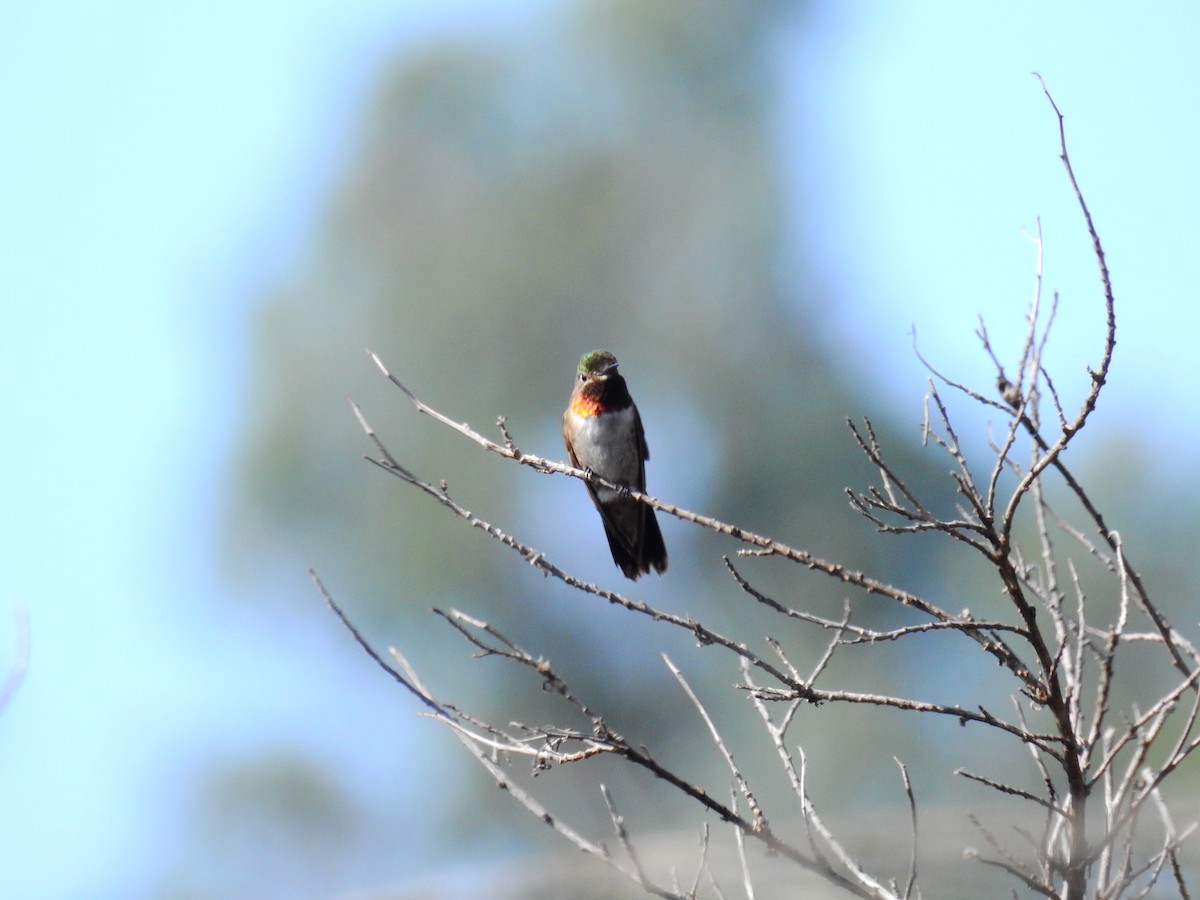 Broad-tailed Hummingbird - Chuck Schussman