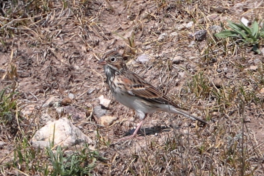 Vesper Sparrow - ML256629021