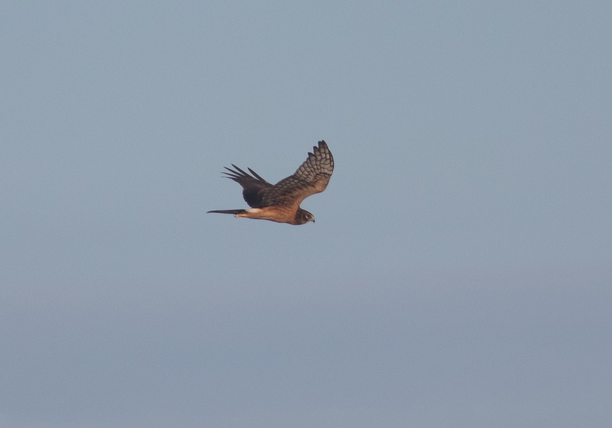 Northern Harrier - ML256629771