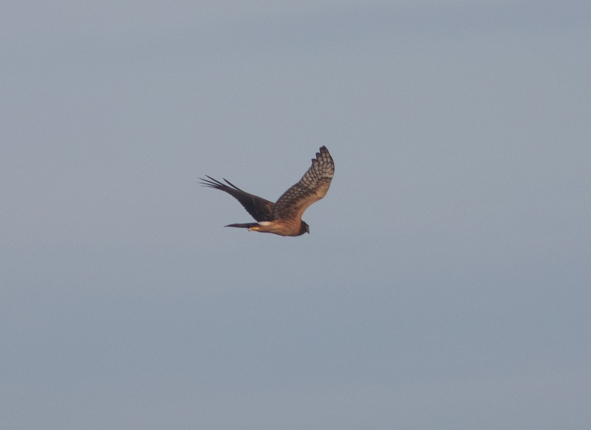 Northern Harrier - ML256629781