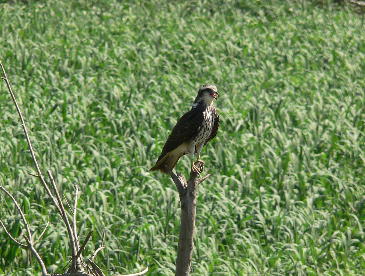 Schneckenbussard - ML256630121