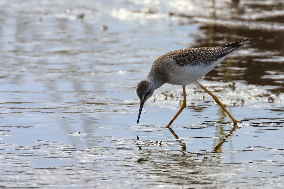 Lesser Yellowlegs - Perry Owen