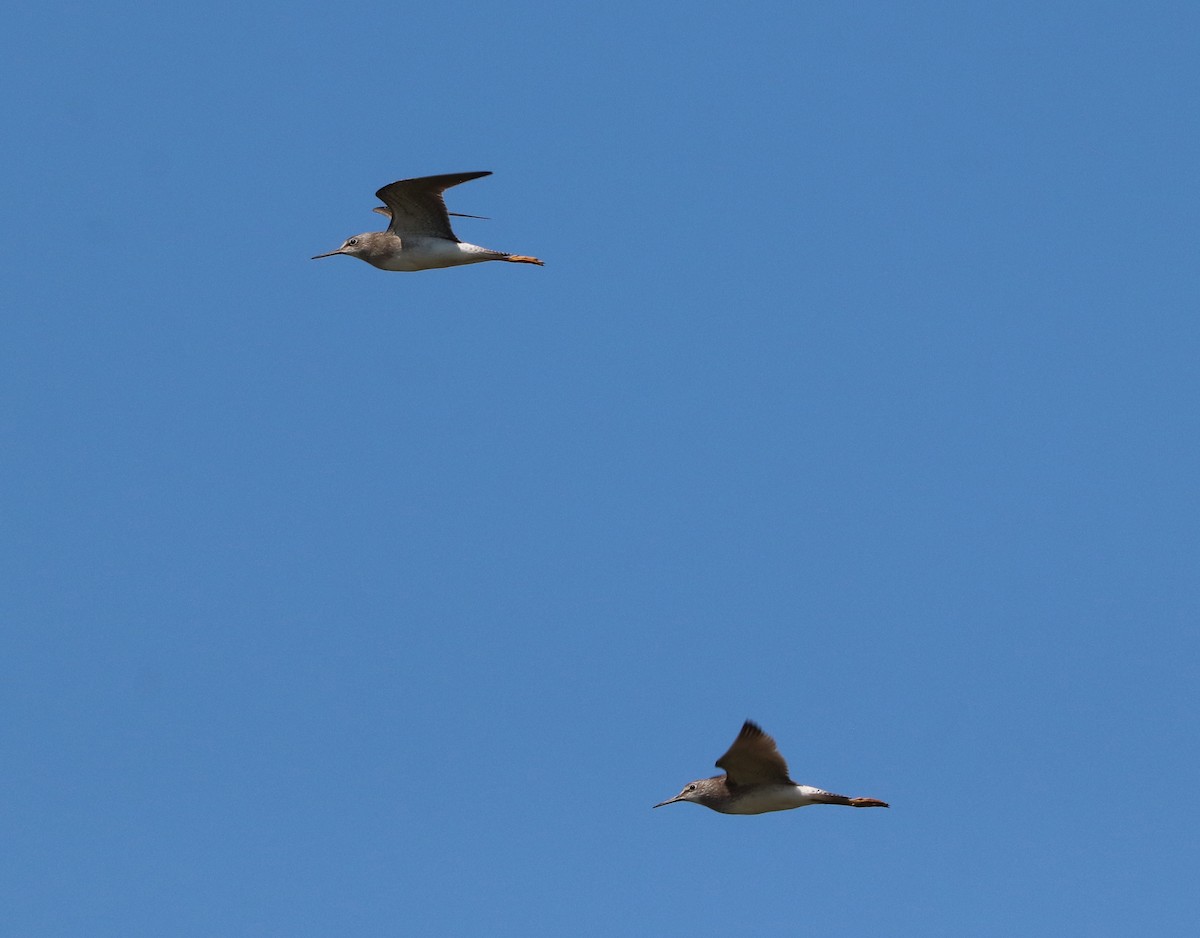 Lesser Yellowlegs - ML256632921