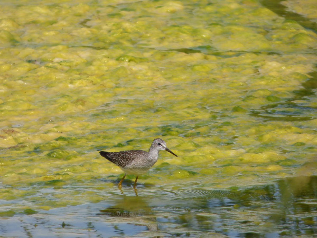 Lesser Yellowlegs - ML256634131