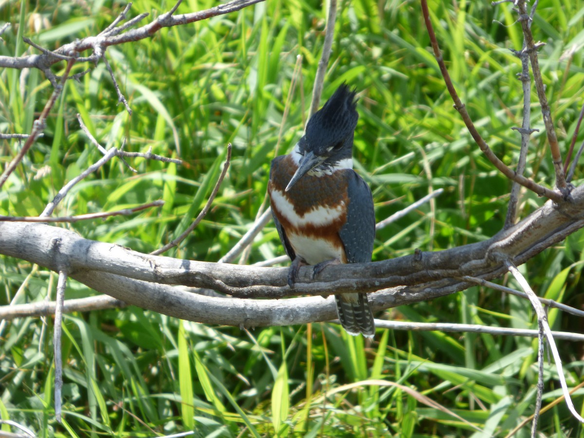 Belted Kingfisher - Marieta Manolova