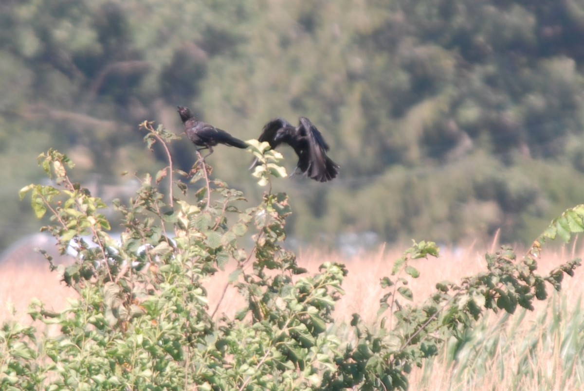 American Crow - ML256636841