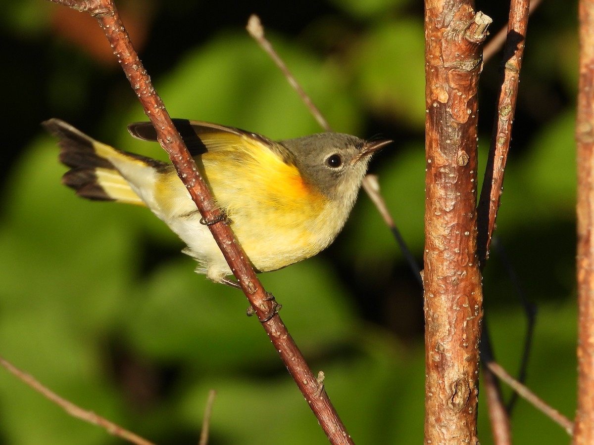 American Redstart - ML256637111