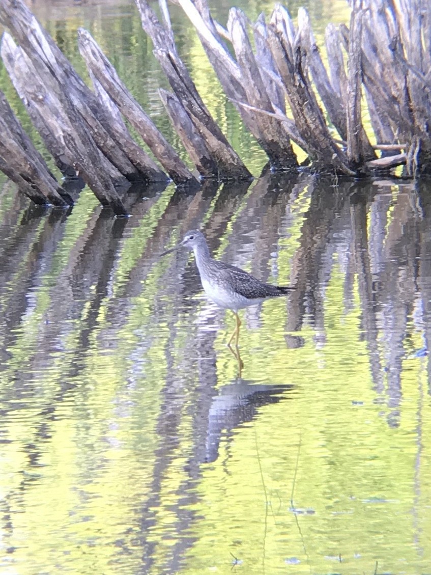 Greater Yellowlegs - ML256637131