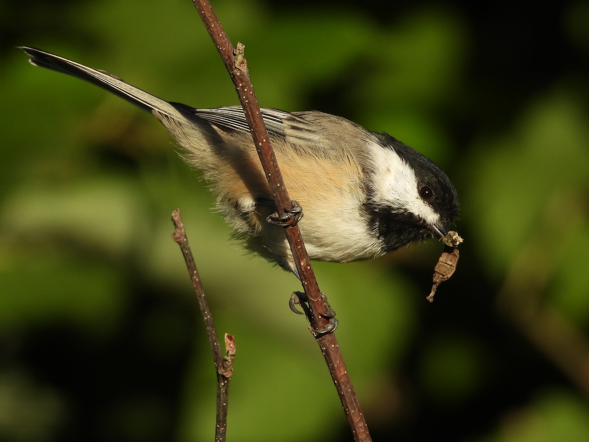 Black-capped Chickadee - ML256637161