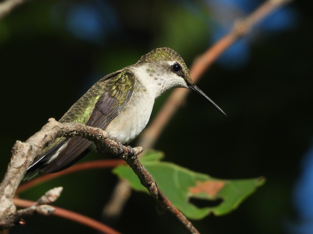 Ruby-throated Hummingbird - ML256637211