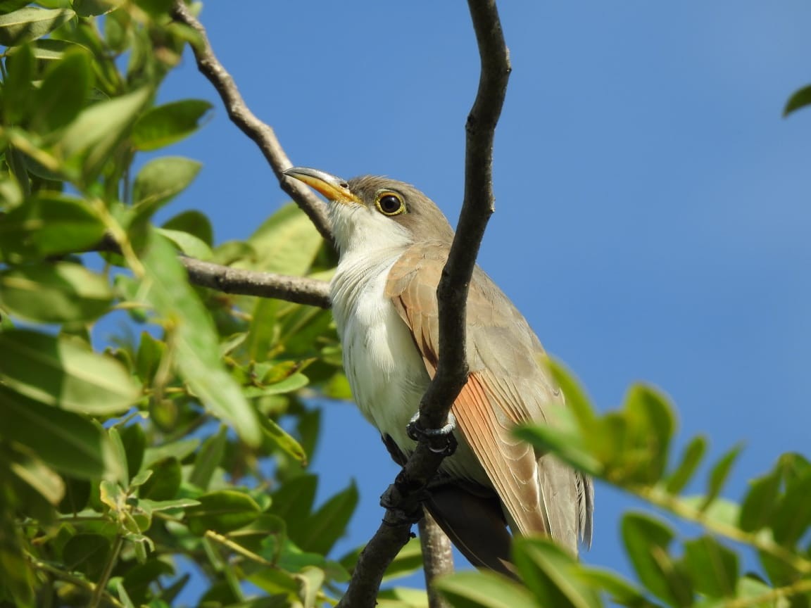 Yellow-billed Cuckoo - ML256638761