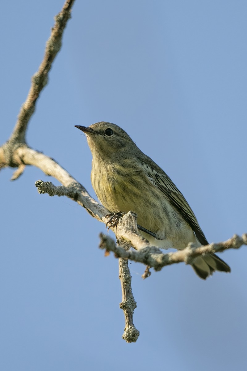 Cape May Warbler - ML256638841
