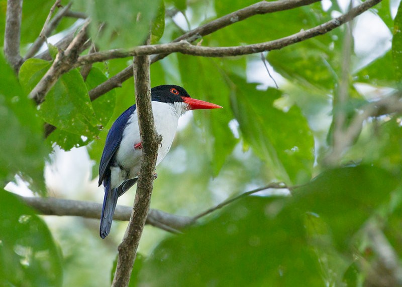 White-rumped Kingfisher - ML256639181