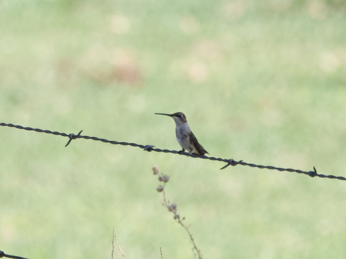 Black-chinned Hummingbird - Sochetra Ly