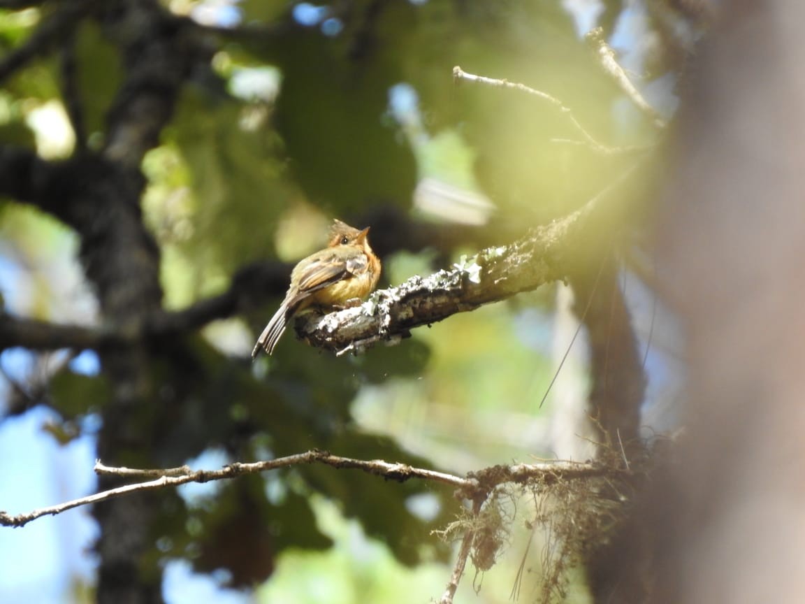 Tufted Flycatcher - ML256640261