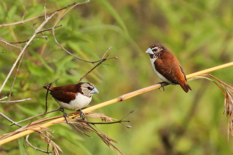 Five-colored Munia - Peter Ericsson