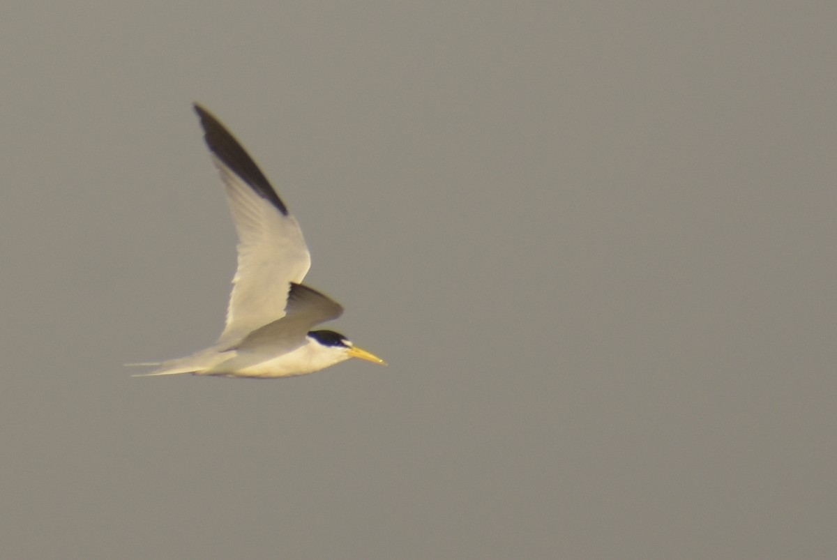 Yellow-billed Tern - Bruno Bareiro