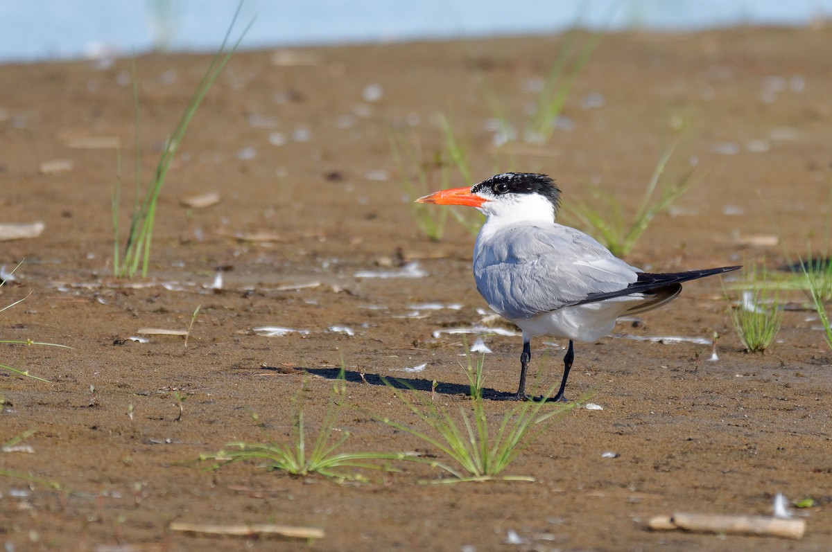 Caspian Tern - ML256642601