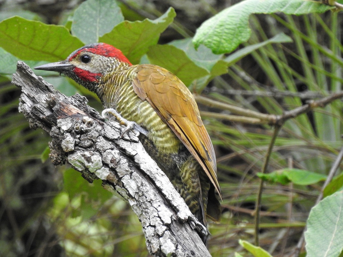 Golden-olive Woodpecker - ML256644861
