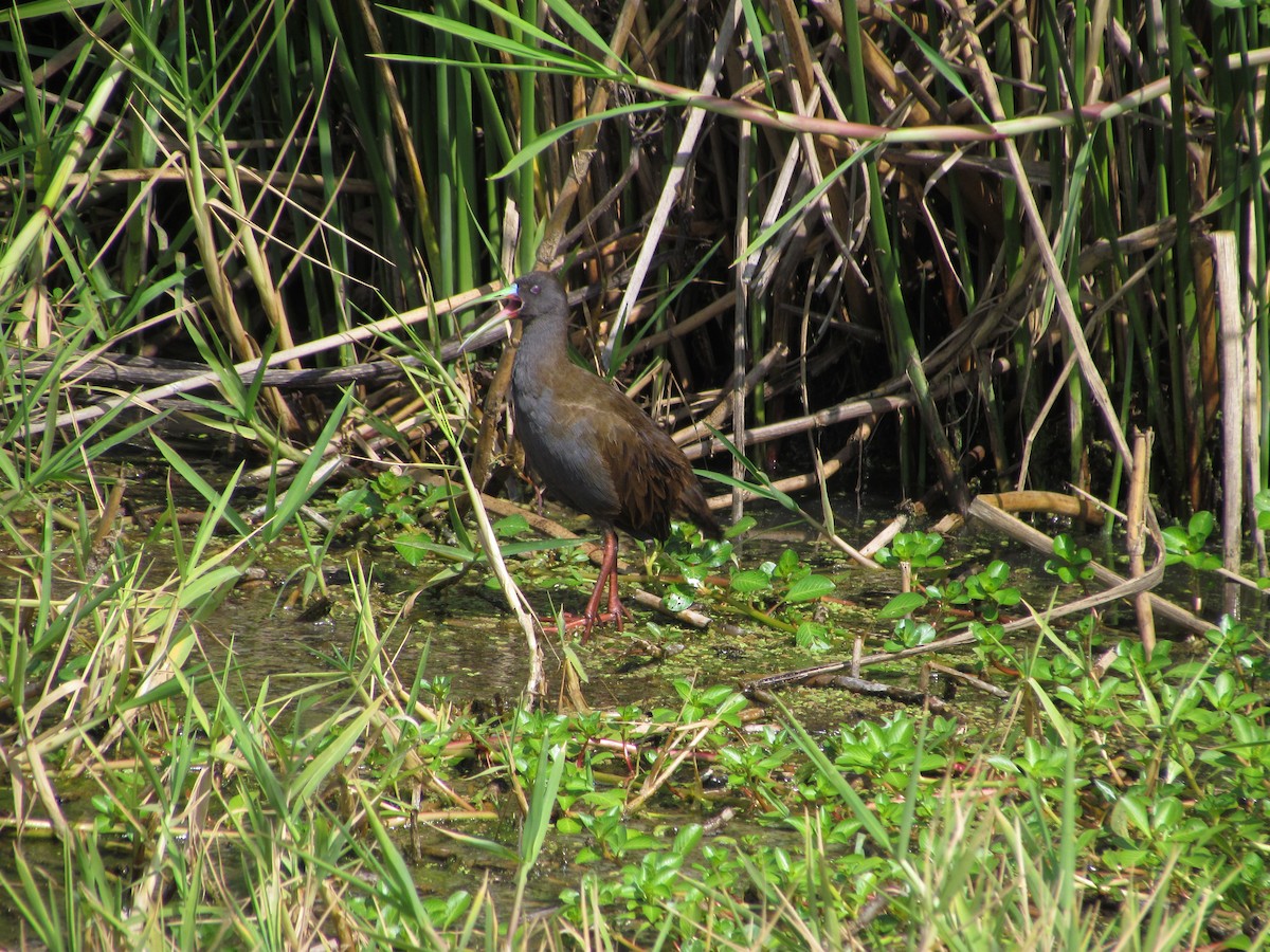 Plumbeous Rail - ML256644921