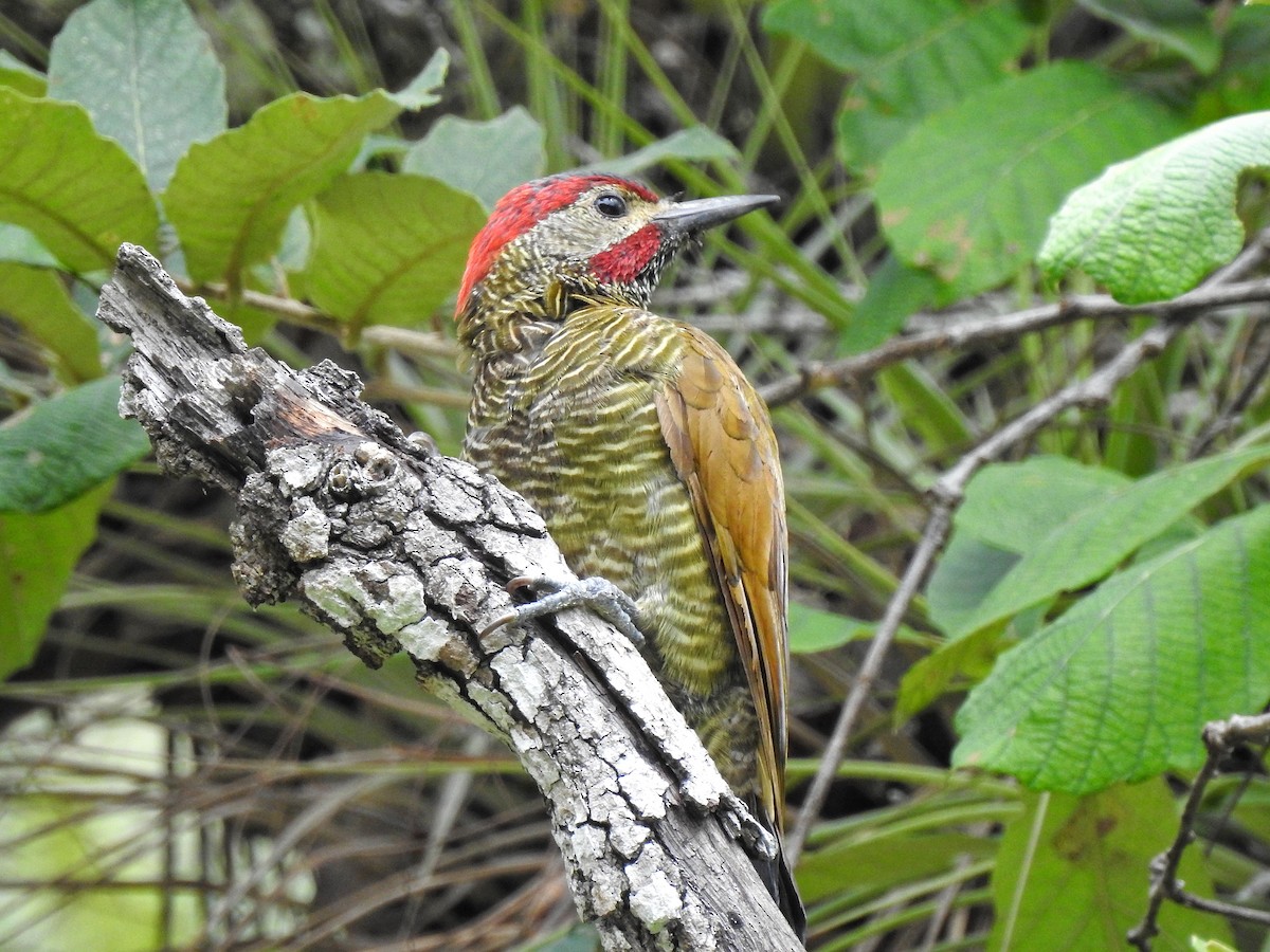 Golden-olive Woodpecker - ML256644941