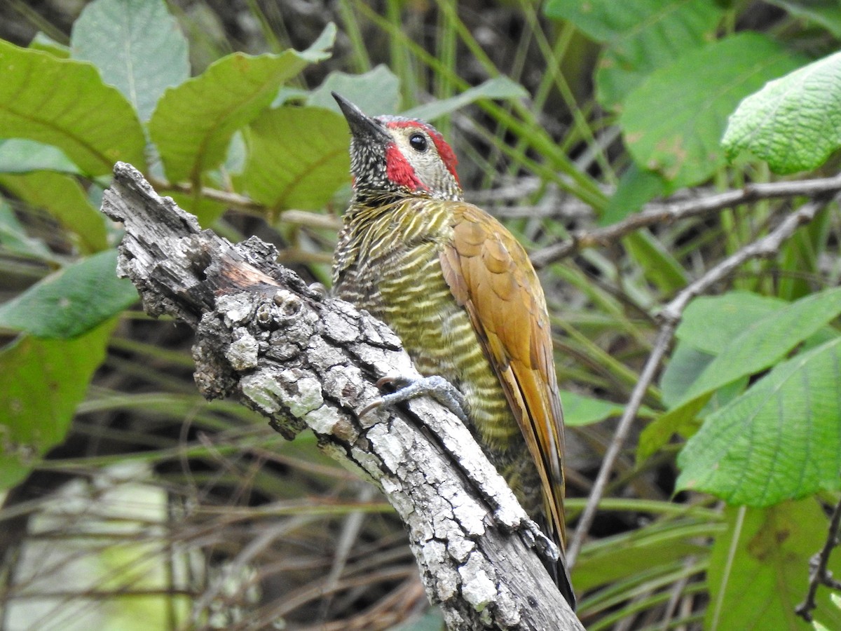 Golden-olive Woodpecker - ML256645041