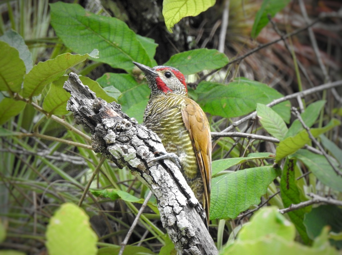 Golden-olive Woodpecker - ML256645111