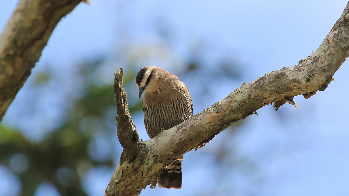 Brown Treecreeper - ML256645241