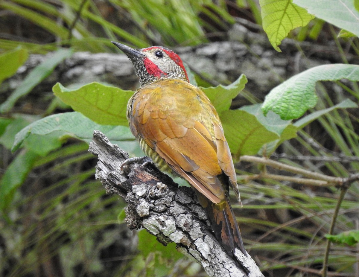 Golden-olive Woodpecker - ML256645291