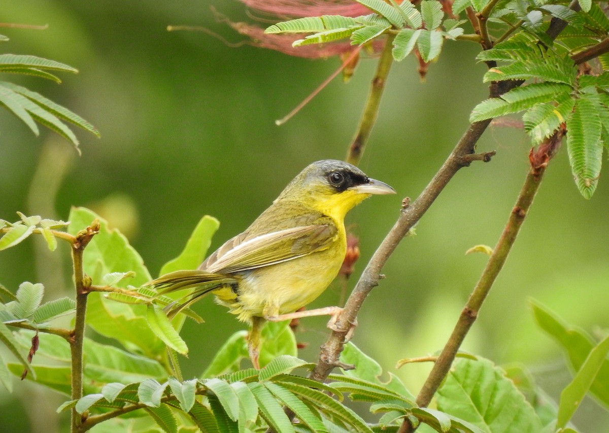 Gray-crowned Yellowthroat - Anonymous