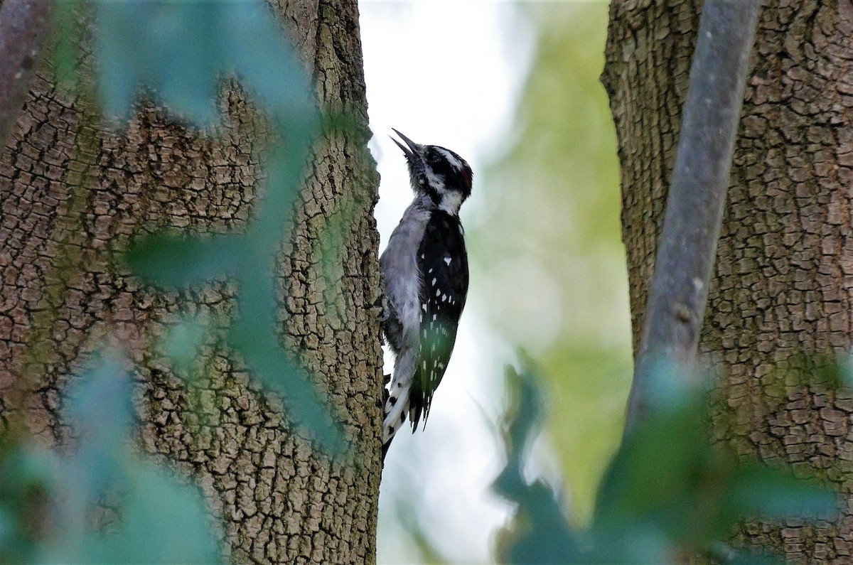 Downy Woodpecker - ML256646661