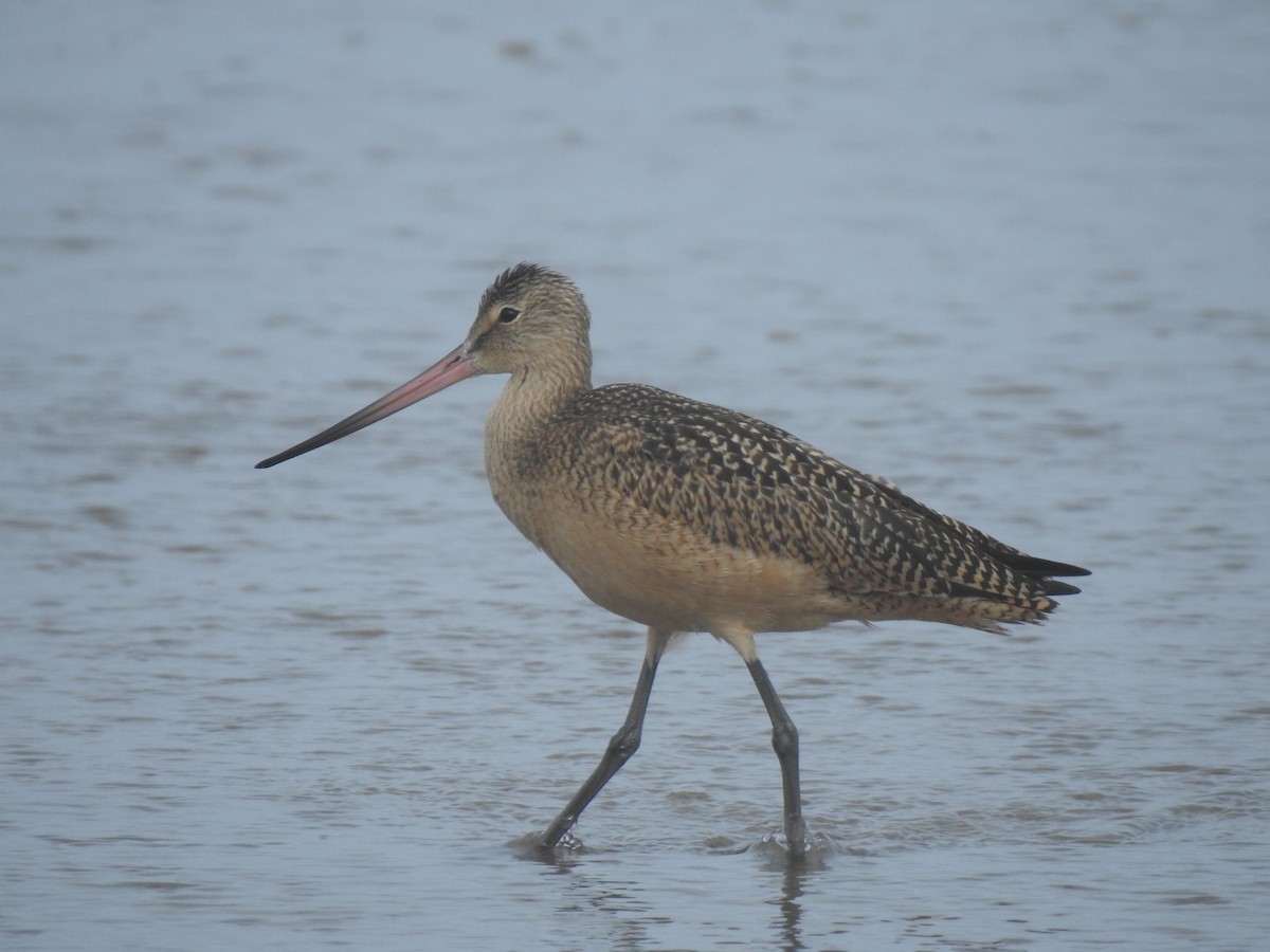 Marbled Godwit - ML256647711