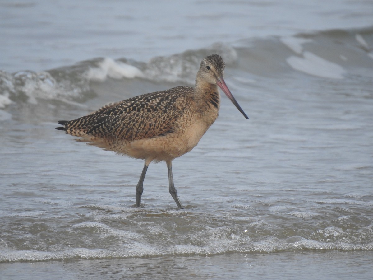 Marbled Godwit - ML256647721