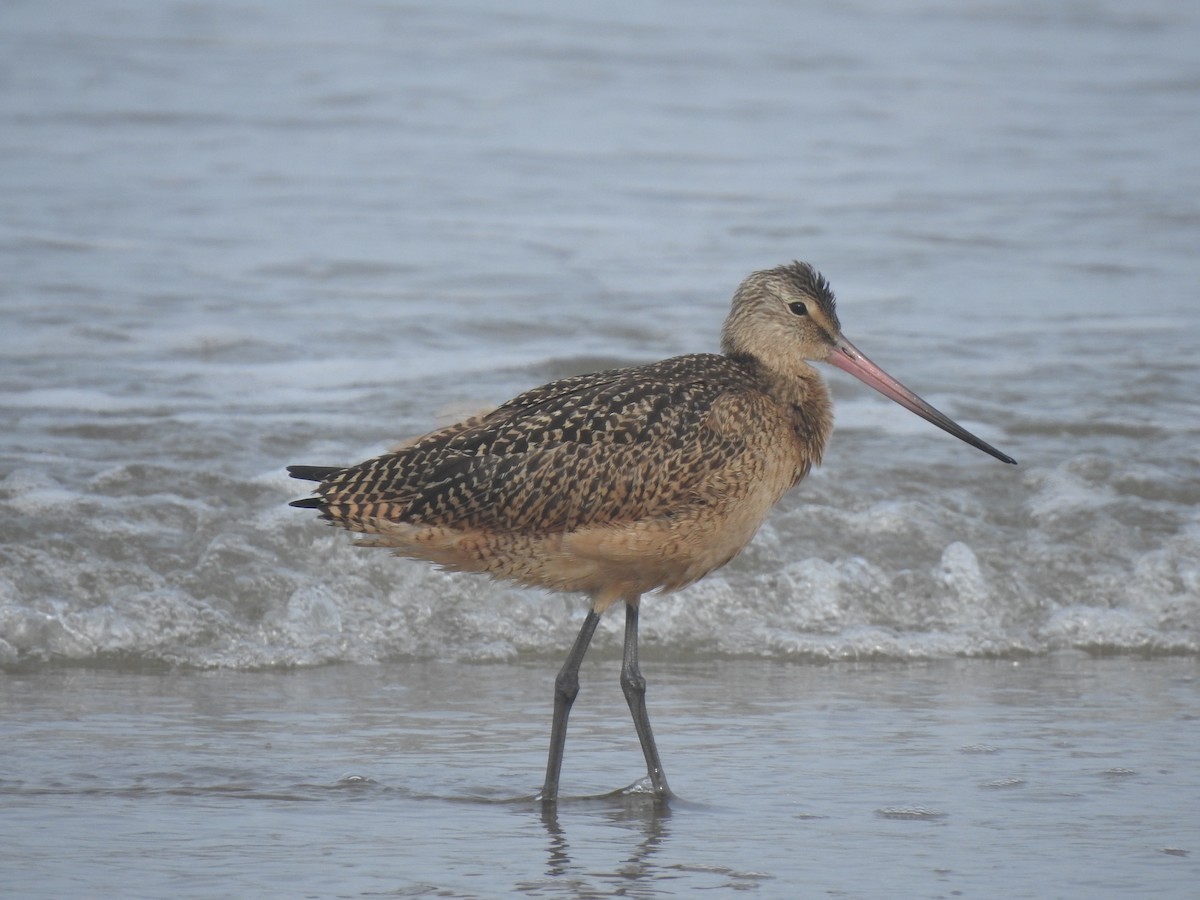 Marbled Godwit - ML256647931