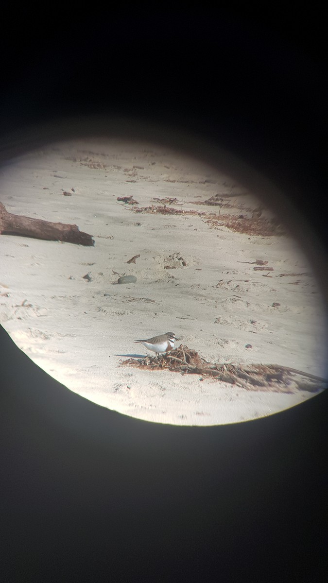 Double-banded Plover - ML256648301