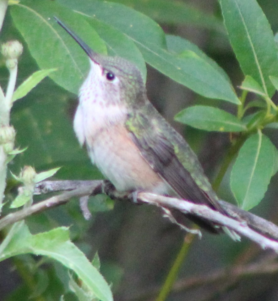 Broad-tailed Hummingbird - ML256649111