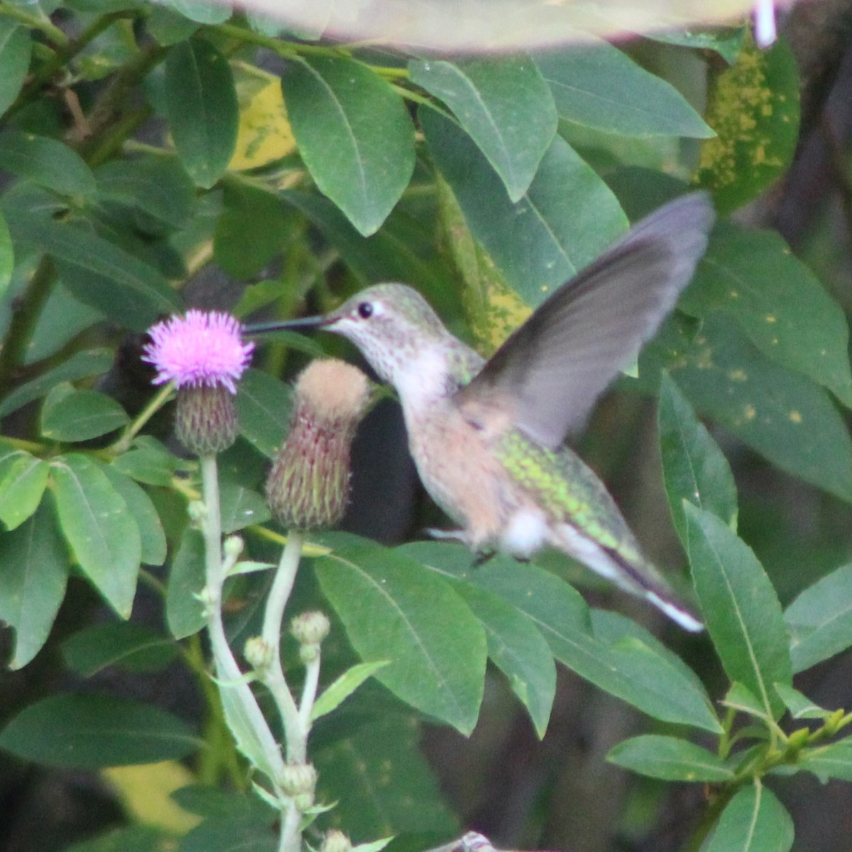 Broad-tailed Hummingbird - ML256649121