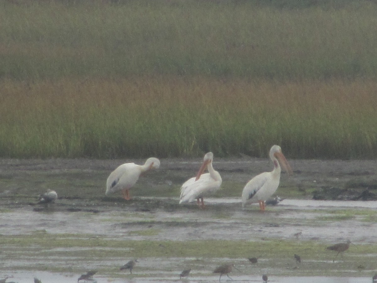 pelikán severoamerický - ML256649441
