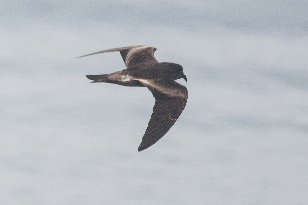 Leach's Storm-Petrel (Chapman's) - Nancy Christensen