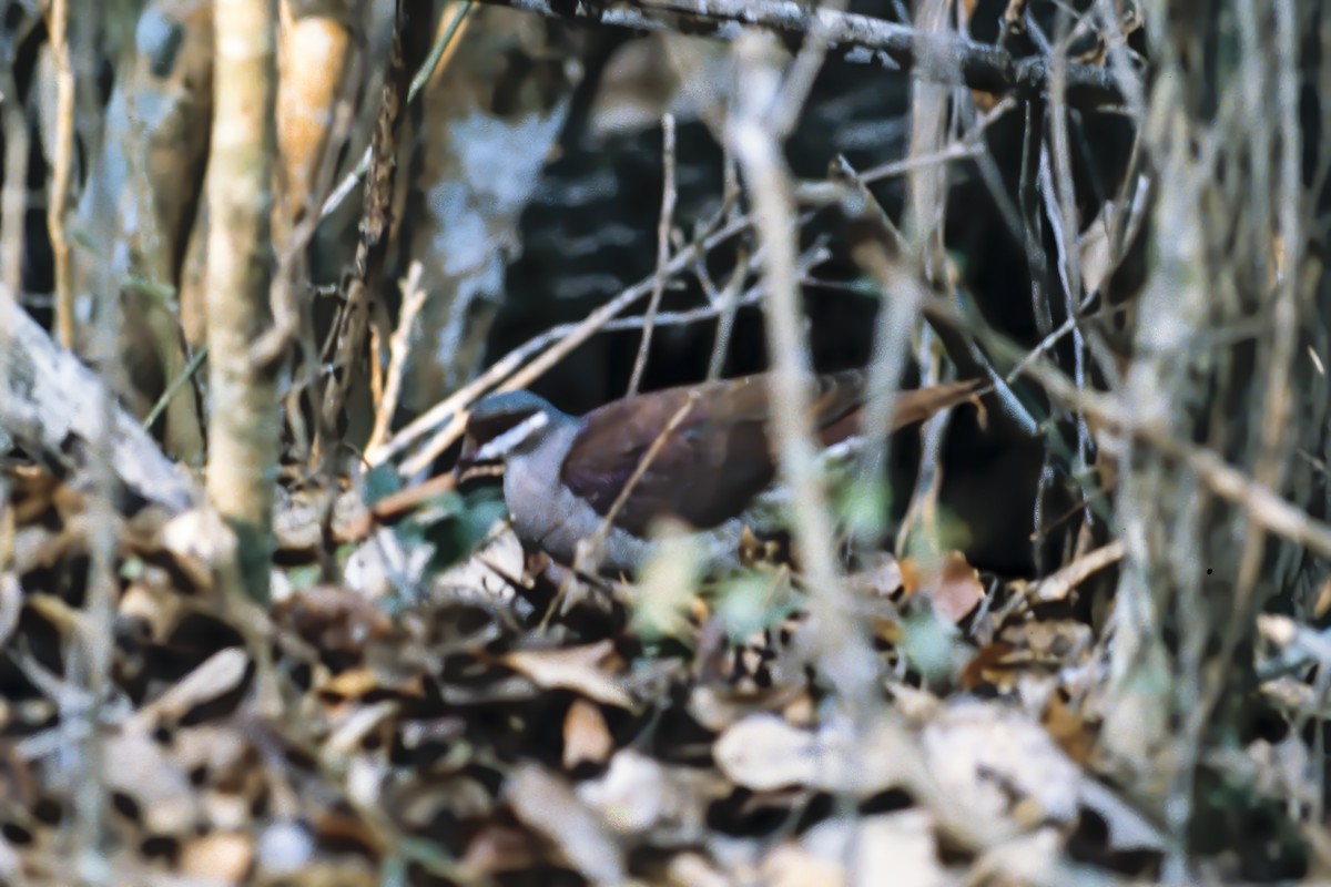 Key West Quail-Dove - ML256655401